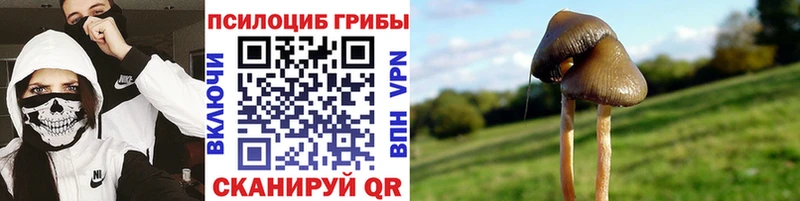Псилоцибиновые грибы Psilocybe  hydra зеркало  Тулун 